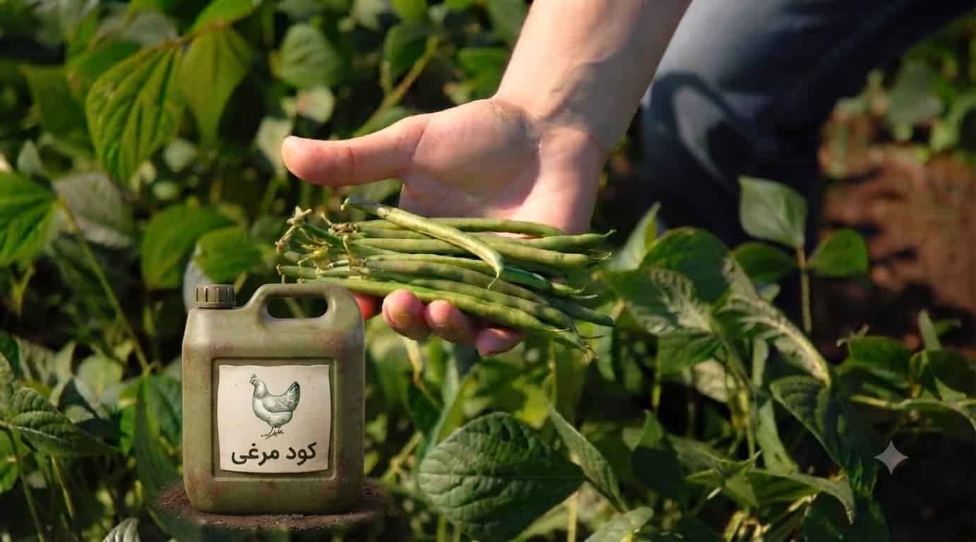 تصویر 4 از کود مرغی مایع برای لوبیا انتخابی کاربردی برای کشاورزان